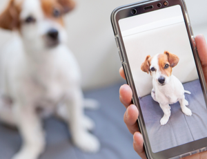 Someone taking a picture of a dog