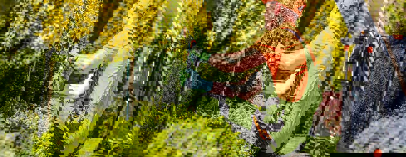 Gardener in protective workwear trimming bushes 