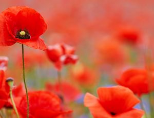 poppies in a field