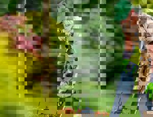 Gardener using a leaf blower to clear debris in a landscaped garden