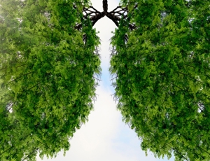 Tree branches shaped like human lungs against a bright sky